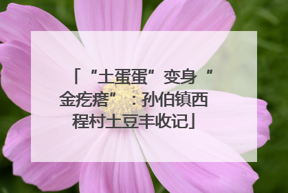 “土蛋蛋”变身“金疙瘩”：孙伯镇西程村土豆丰收记