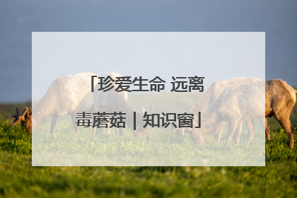 珍爱生命 远离毒蘑菇｜知识窗