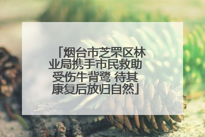 烟台市芝罘区林业局携手市民救助受伤牛背鹭 待其康复后放归自然