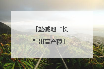 盐碱地“长”出高产粮