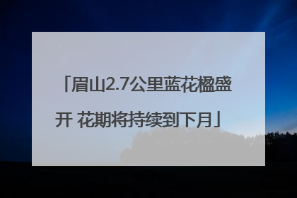 眉山2.7公里蓝花楹盛开 花期将持续到下月