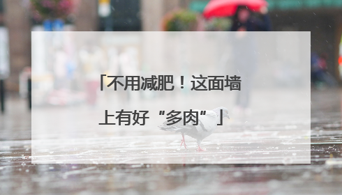 不用减肥！这面墙上有好“多肉”