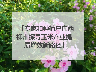 专家和种植户广西柳州探寻玉米产业提质增效新路径