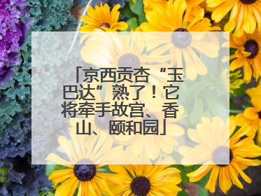 京西贡杏“玉巴达”熟了！它将牵手故宫、香山、颐和园