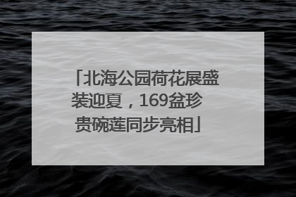 北海公园荷花展盛装迎夏，169盆珍贵碗莲同步亮相