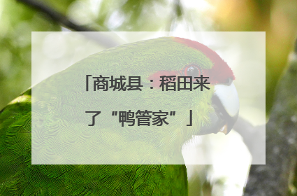 商城县：稻田来了“鸭管家”