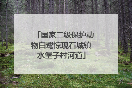 国家二级保护动物白鹭惊现石城镇水堡子村河道