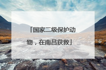 国家二级保护动物，在南昌获救