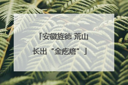 安徽旌德 荒山长出“金疙瘩”
