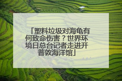 塑料垃圾对海龟有何致命伤害？世界环境日总台记者走进开普敦海洋馆