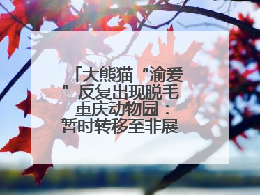 大熊猫“渝爱”反复出现脱毛 重庆动物园：暂时转移至非展示区静养治疗
