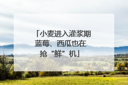 小麦进入灌浆期 蓝莓、西瓜也在抢“鲜”机