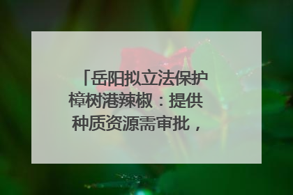 岳阳拟立法保护樟树港辣椒：提供种质资源需审批，违规最高罚5万