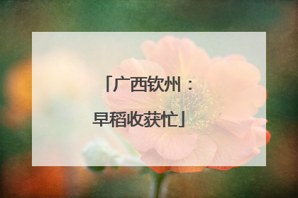 广西钦州：早稻收获忙