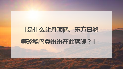 是什么让丹顶鹤、东方白鹳等珍稀鸟类纷纷在此落脚？