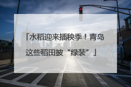 水稻迎来插秧季！青岛这些稻田披“绿装”