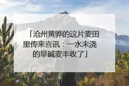 沧州黄骅的这片麦田里传来喜讯：一水未浇的旱碱麦丰收了