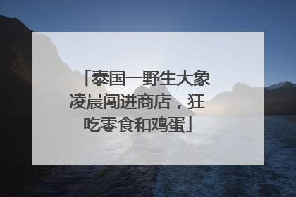 泰国一野生大象凌晨闯进商店，狂吃零食和鸡蛋