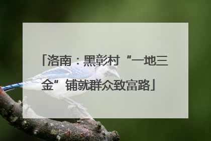 洛南：黑彰村“一地三金”铺就群众致富路