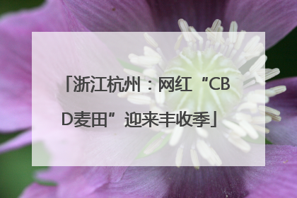 浙江杭州：网红“CBD麦田”迎来丰收季