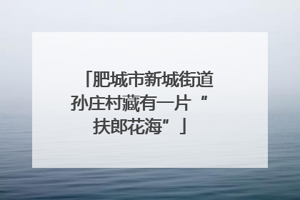肥城市新城街道孙庄村藏有一片“扶郎花海”