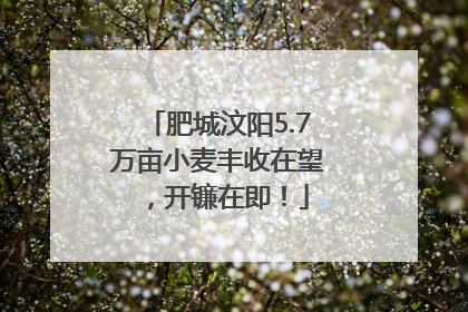 肥城汶阳5.7万亩小麦丰收在望，开镰在即！