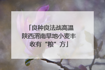 良种良法战高温 陕西渭南旱地小麦丰收有“粮”方