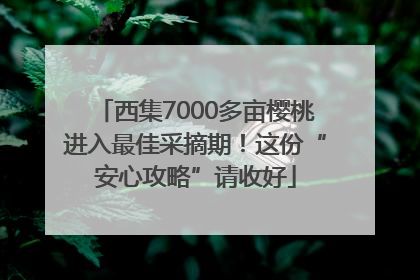 西集7000多亩樱桃进入最佳采摘期！这份“安心攻略”请收好