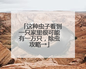 这种虫子看到一只家里很可能有一万只，除虫攻略→