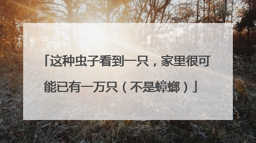 这种虫子看到一只，家里很可能已有一万只（不是蟑螂）