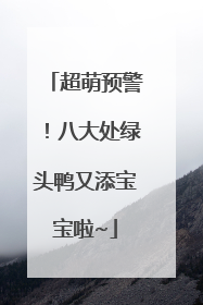 超萌预警！八大处绿头鸭又添宝宝啦~