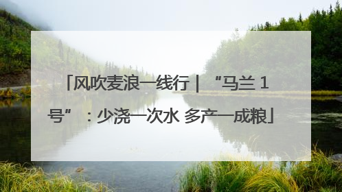 风吹麦浪一线行｜“马兰 1 号”：少浇一次水 多产一成粮