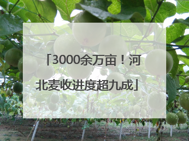 3000余万亩！河北麦收进度超九成